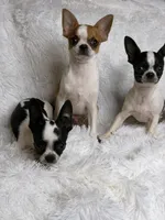 Hunter, a male Chihuahua for sale in Beaumont, TX – 2 of 8