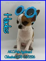 Hades, a male Chihuahua for sale in Beaumont, TX – 4 of 9