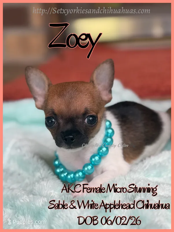 Zoey – Chihuahua puppy for sale in Beaumont, TX