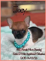 Zoey, a female Chihuahua for sale in Beaumont, TX – 1 of 4