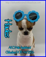 Hades, a male Chihuahua for sale in Beaumont, TX – 3 of 9