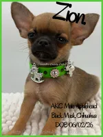 Zion, a male Chihuahua for sale in Beaumont, TX – 4 of 7
