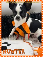 Hunter, a male Chihuahua for sale in Beaumont, TX – 3 of 7