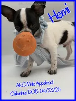 Hemi, a male Chihuahua for sale in Beaumont, TX – 2 of 9