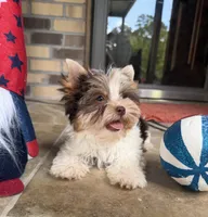Valor, a male Yorkshire Terrier for sale in Beaumont, TX – 3 of 10