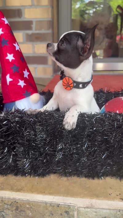 Hemi, a male Chihuahua for sale in Beaumont, TX – 7 of 9
