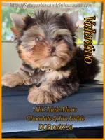Valentino, a male Yorkshire Terrier for sale in Beaumont, TX – 2 of 10