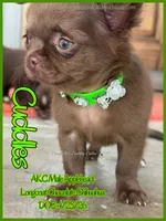 Cuddles, a male Chihuahua for sale in Beaumont, TX – 1 of 7