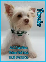Powder, a male Yorkshire Terrier for sale in Beaumont, TX – 7 of 10