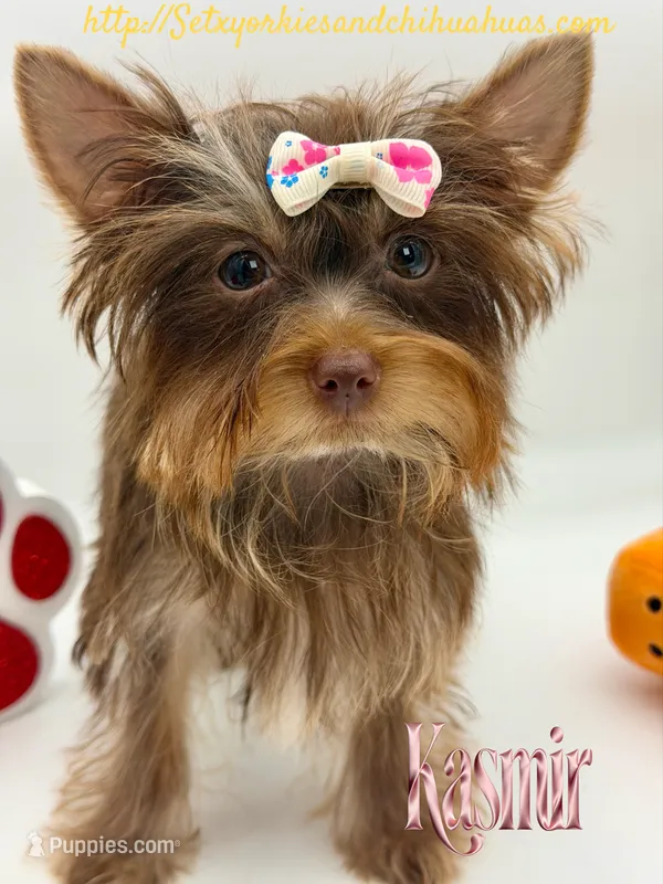 Kasmir – Yorkshire Terrier puppy for sale in Beaumont, TX