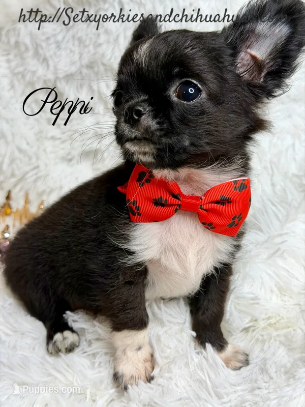 Peppi – Chihuahua puppy for sale in Beaumont, TX