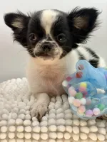 Zyrus, a male Chihuahua for sale in Beaumont, TX – 6 of 6