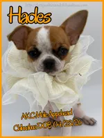 Hades, a male Chihuahua for sale in Beaumont, TX – 2 of 9