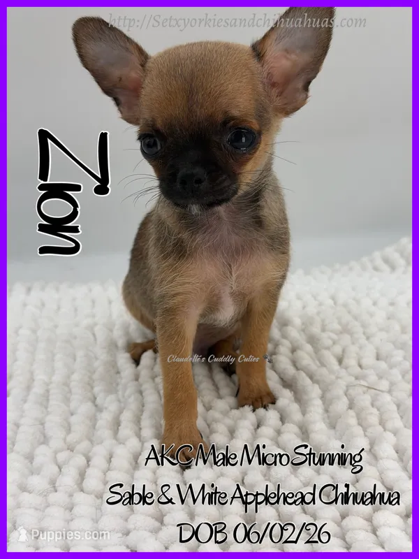 Zion – Chihuahua puppy for sale in Beaumont, TX