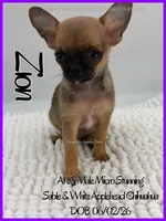 Zion, a male Chihuahua for sale in Beaumont, TX – 1 of 4
