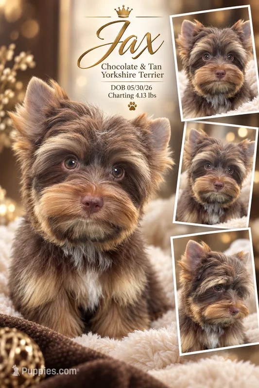Jax – Yorkshire Terrier puppy for sale in Beaumont, TX