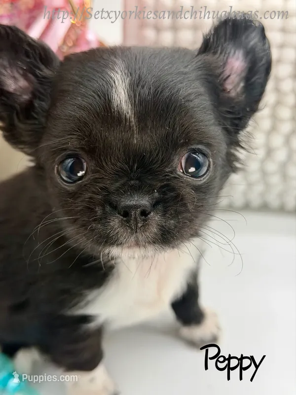 Peppi – Chihuahua puppy for sale in Beaumont, TX
