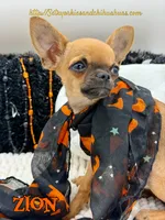 Zion, a male Chihuahua for sale in Beaumont, TX – 6 of 7