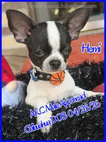 Hemi, a male Chihuahua for sale in Beaumont, TX – 5 of 9