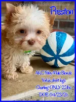 Preston, a male Yorkshire Terrier for sale in Beaumont, TX – 3 of 10