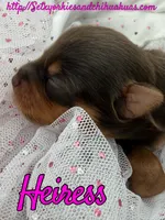 Heiress, a female Yorkshire Terrier for sale in Beaumont, TX – 2 of 10