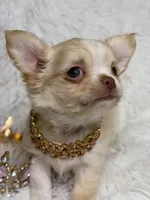 Promise, a female Chihuahua for sale in Beaumont, TX – 10 of 10