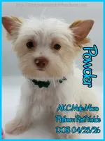 Powder, a male Yorkshire Terrier for sale in Beaumont, TX – 4 of 10