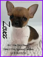 Zeuss, a male Chihuahua for sale in Beaumont, TX – 2 of 4