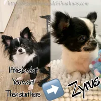 Zyrus, a male Chihuahua for sale in Beaumont, TX – 2 of 6