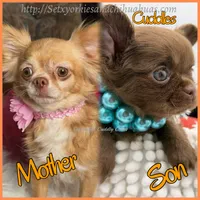Cuddles, a male Chihuahua for sale in Beaumont, TX – 2 of 7