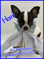 Hemi, a male Chihuahua for sale in Beaumont, TX – 3 of 9