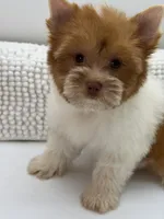 Jude, a male Yorkshire Terrier for sale in Beaumont, TX – 4 of 7