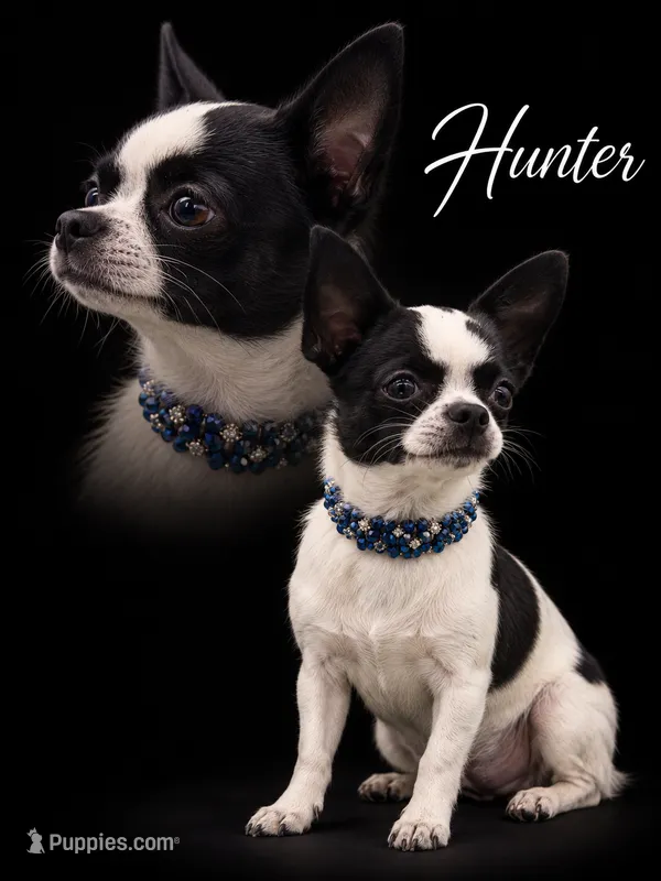 Hunter – Chihuahua puppy for sale in Beaumont, TX