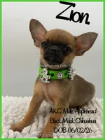 Zion, a male Chihuahua for sale in Beaumont, TX – 2 of 7