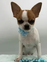 Hades, a male Chihuahua for sale in Beaumont, TX – 7 of 9