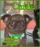 Cuddles, a male Chihuahua for sale in Beaumont, TX – 5 of 7