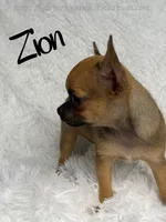 Zion, a male Chihuahua for sale in Beaumont, TX – 6 of 7