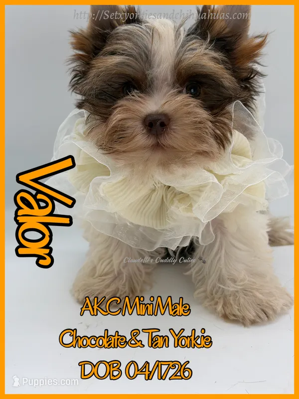 Valor – Yorkshire Terrier puppy for sale in Beaumont, TX