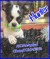 Hunter, a male Chihuahua for sale in Beaumont, TX – 3 of 10