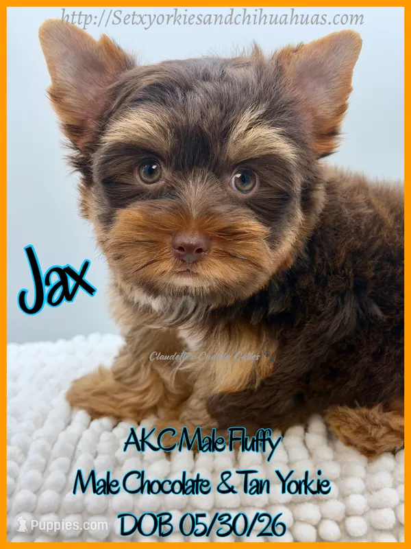 Jax – Yorkshire Terrier puppy for sale in Beaumont, TX