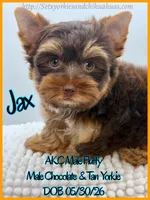 Jax, a male Yorkshire Terrier for sale in Beaumont, TX – 8 of 8