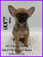 Zion, a male Chihuahua for sale in Beaumont, TX – 2 of 4