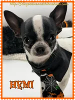 Hemi, a male Chihuahua for sale in Beaumont, TX – 4 of 9