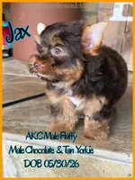 Jax, a male Yorkshire Terrier for sale in Beaumont, TX – 4 of 8