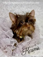 Kasmir, a female Yorkshire Terrier for sale in Beaumont, TX – 5 of 10
