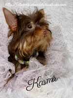 Kasmir, a female Yorkshire Terrier for sale in Beaumont, TX – 9 of 10