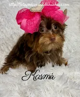 Kasmir, a female Yorkshire Terrier for sale in Beaumont, TX – 7 of 10