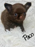 Paco, a male Chihuahua for sale in Beaumont, TX – 2 of 6