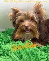 Valentino, a male Yorkshire Terrier for sale in Beaumont, TX – 3 of 6