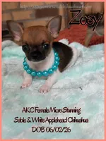 Zoey, a female Chihuahua for sale in Beaumont, TX – 2 of 4